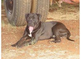 To book for your own pups call me on 09017383881. The Boerboel X Pit Bull Mix Is A Cross Is Not An Uncommon In South Africa They Were Bred As Dispatch Dogs To Kill Predators On Farms Fast Hard And Dispensable As