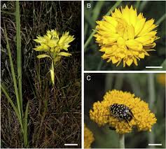 Image result for Eulophia ensata