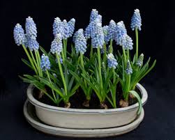 For successful and easy flowers, it's important to pick bulbs that take well to forcing. Best Bulbs Suitable For Indoor Forcing Farmer Gracy