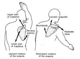 Breathing Rib Flare And Winged Scapulae The Factors That Can Affect A Client S Shoulder Scapula Body Mechanics Physical Therapy Assistant