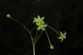 Image result for Icacinaceae