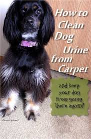 How To Clean Dog Urine From Carpet And Keep Your Dog From Peeing On The Carpet Again Dog Pee Dog Urine Dogs