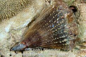 Image result for Nidorella pinnata