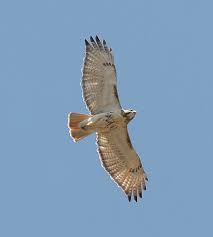 In cooper's hawks, the head often appears large, the shoulders broad, and the tail rounded. Backyard Bird Identification Owls Hawks Osprey Vulture Bald Eagle