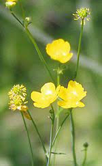 The small, white or pinkish flowers are clustered in an umbel that droops or nods at the end of the stalk. List Of Wildflowers Of The Canadian Rocky Mountains Wikipedia