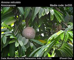 Image result for Annona reticulata