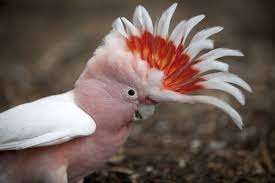 Goffin cockatoo manufacturers directory ☆ 3 million global importers and exporters ☆ goffin cockatoo suppliers, manufacturers, wholesalers, goffin cockatoo sellers, traders, exporters and distributors. 10 Top Pet Cockatoo Species