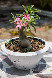 Image result for Adenium