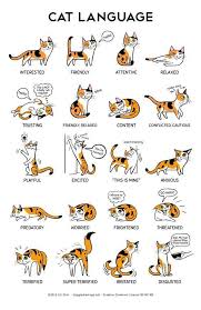 Cat Ear Positions Cat Language Cat Body Cats