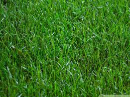 Zoysia grass lawn tips on care for new & established lawns with a lawn maintenance calendar link. How To Repair A Bare Patch Of Lawn 10 Steps With Pictures