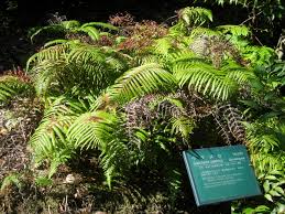 Image result for Gleicheniaceae