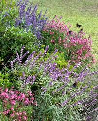 Plants have square stems and five petalled flowers that have a fragrance like sage. Salvias Are A Plant For All Seasons