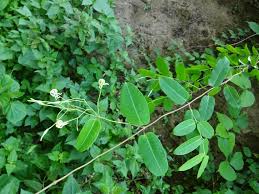Image result for Cryptolepis oblongifolia