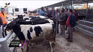 Hayvan pazari afyonkarahisar 06 02 2019 youtube. Hayvan Pazari 3 Adet Holstein Erkek Dana Fiyati Konya Eregli Youtube
