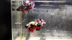 Anda membuat cupang dengan cara memecah pembuluh darah secara lembut menggunakan pengisapan dari bibir terhadap bagian kulit yang sensitif. Cupang Avatar Gold Copper Youtube