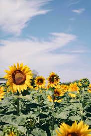 Sunflower field sunflower wallpaper aesthetic iphone sad wallpaper tumblr wallpaper iphone wallpaper tumblr windows bacgrounds image yellow aesthetic desktop background Blooming Yellow Sunflower Near House Photo Free Plant Image On Unsplash