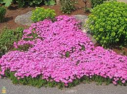 Drummond S Pink Creeping Phlox Best Ground Cover Plants Ground Cover Plants Rock Garden Plants