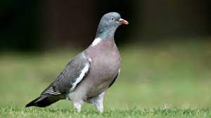 Search the world's information, including webpages, images, videos and more. 38 Jenis Burung Langka Di Hutan Damarwulan Regional Liputan6 Com