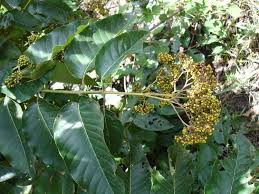 Image result for Harungana madagascariensis