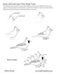 Black Bird With White Ring Around Neck And Long Beak Drawing Realistic Birds Step By Step Draw A Bird Learn Its Physical Traits Take The Bird Parts Quiz Bird Drawings Animal Drawings Drawings