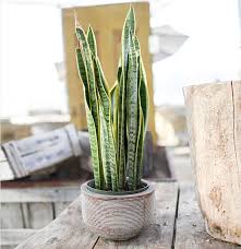 New leaves will progressively enlarge the. Snake Plant Altum S Zionsville In