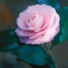 Camellia Pink Perfection Camellia Otome Dream Team S Portland Gardenleu Gardensorlando Fl Camellia Flower Purple Flowers Garden Camellia Plant