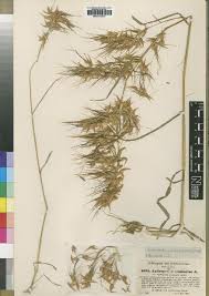 Image result for Hyparrhenia gazensis