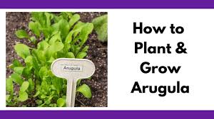 Heavily bottom water the arugula the day you uncover from the stacked germination phase. How To Plant And Grow Arugula Together Time Family