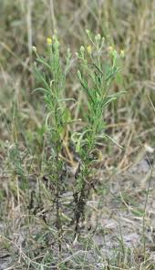 Image result for Schkuhria pinnata