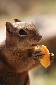 15 Adorable Photos Of Animals Eating Fruit Animals Eating Fruits Pets Animals Animal Photo Dog Cat Pictures