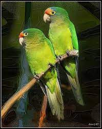 Pin En Our Feathered Friends