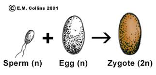 Check spelling or type a new query. Lab Manual Exercise 2a Meiosis