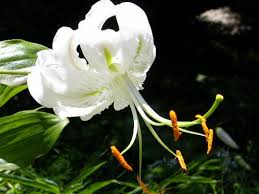 白い百合 カノコユリ 花咲か爺