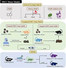 Maybe you would like to learn more about one of these? Frontiers Mouse Tumor Bearing Models As Preclinical Study Platforms For Oral Squamous Cell Carcinoma Oncology