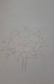 Daca oferi un buchet de trandafiri alege cu atentie cat de deschise sunt florile trandafirilor. Dati Mi O Poza Cu Un Trandafir Desenat In Creion Sa Il Pot Desena Si Eu Ofer 11 Puncte Va Multumesc Brainly Ro