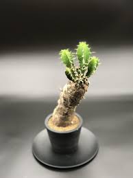 Image result for Euphorbia mlanjeana