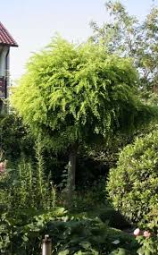 Die Schonsten Baume Fur Kleine Garten Garten Haus Baume Baume Garten