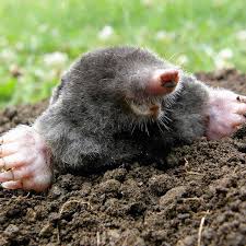 Did You Know The Noun For A Group Of Moles Is A Labour This Accounts For The Repairs You Have To Do To Your Lawn After They Ve P Mole Lawn And