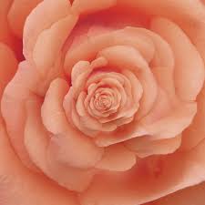 Home » good morning gif image » good morning animated gif flowers. Flowering Good Morning Gif By Feliks Tomasz Konczakowski Find Share On Giphy