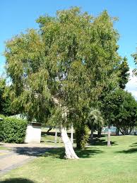 Image result for Melaleuca leucadendron
