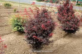 Where to find acer palmatum japanese maple trees? Acer Palmatum Skeeter S Broom Wholesale Nursery Supplies Plant Growers In Oregon Nursery Guide
