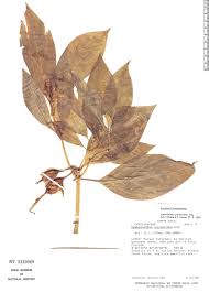 Symbolanthus pulcherrimus