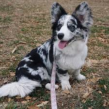 Black And Tan Corgi Mix Fluffy Blue Merle Cardigan Corgi Navy The Corgi Corgi Pembroke Welsh Corgi Pembroke Welsh Corgi Puppies