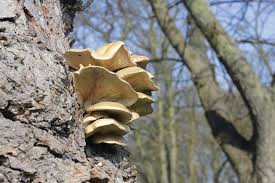 The white mushrooms resemble oysters, and can be found oyster mushrooms contain ergothioneine, a unique antioxidant exclusively produced by fungi, according to a 2010 study led by penn state food. An Essential Skill Wild Mushroom Identification Garden Grit Magazine