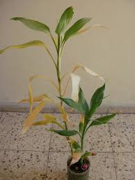 If the yellowing starts at the bottom of the stem. Why Has Our Lucky Bamboo Turned Yellow Gardening Landscaping Stack Exchange