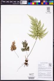 Image result for Abrodictyum rigidum