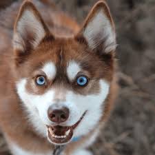 They will came with vet pappers Miniature Husky Breed Profile Information Faqs