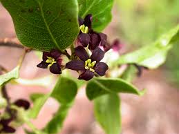 Image result for Pittosporaceae