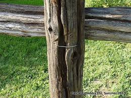 Cedar is also very low maintenance and looks good stained or naturally weathered. 35 Best Split Rail Fence Diy Garden Fencing Ideas In 2021 Split Rail Fence Rail Fence Diy Garden Fence