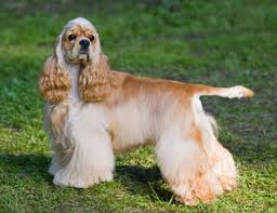 This breed has small faces, round chest and round 'bat' ears. Top 10 Most Popular Dog Breeds In India Hubpages